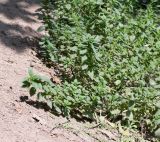 Urtica urens