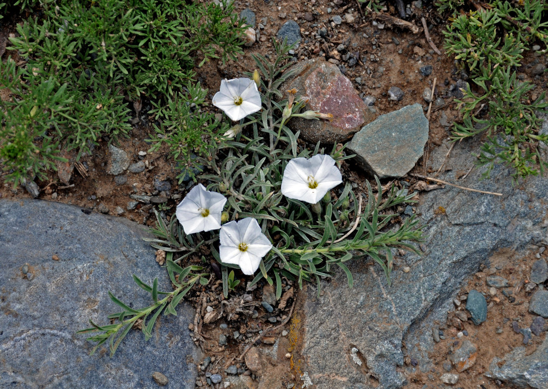 Image of Convolvulus ammannii specimen.