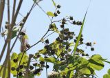 Abutilon theophrasti