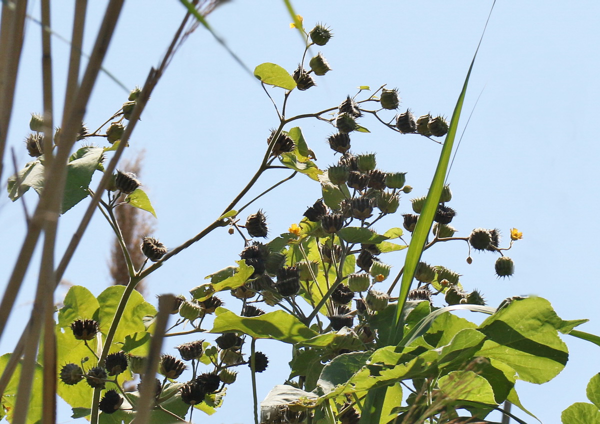 Image of Abutilon theophrasti specimen.