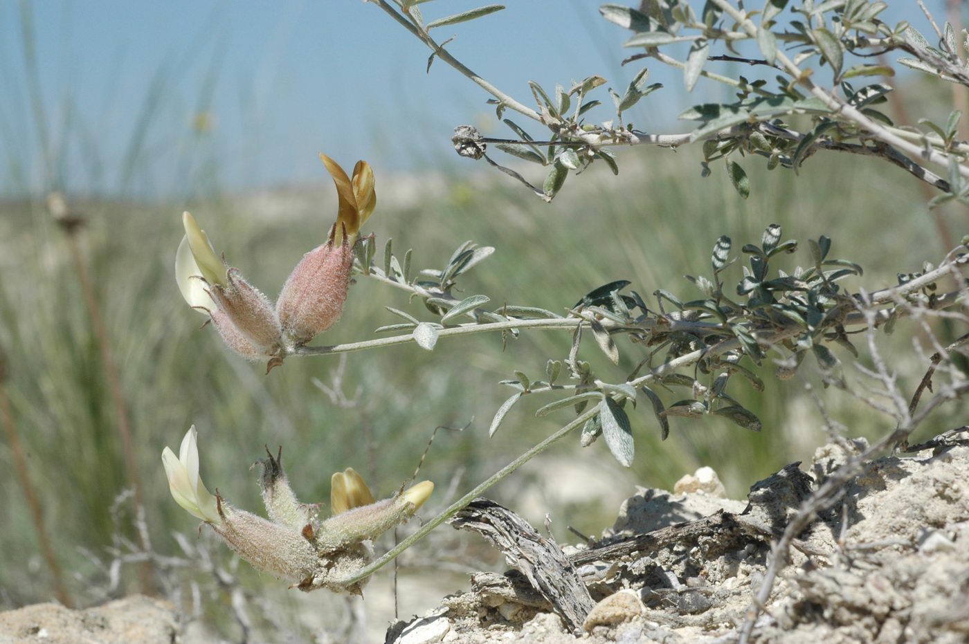 Image of Astragalus medius specimen.