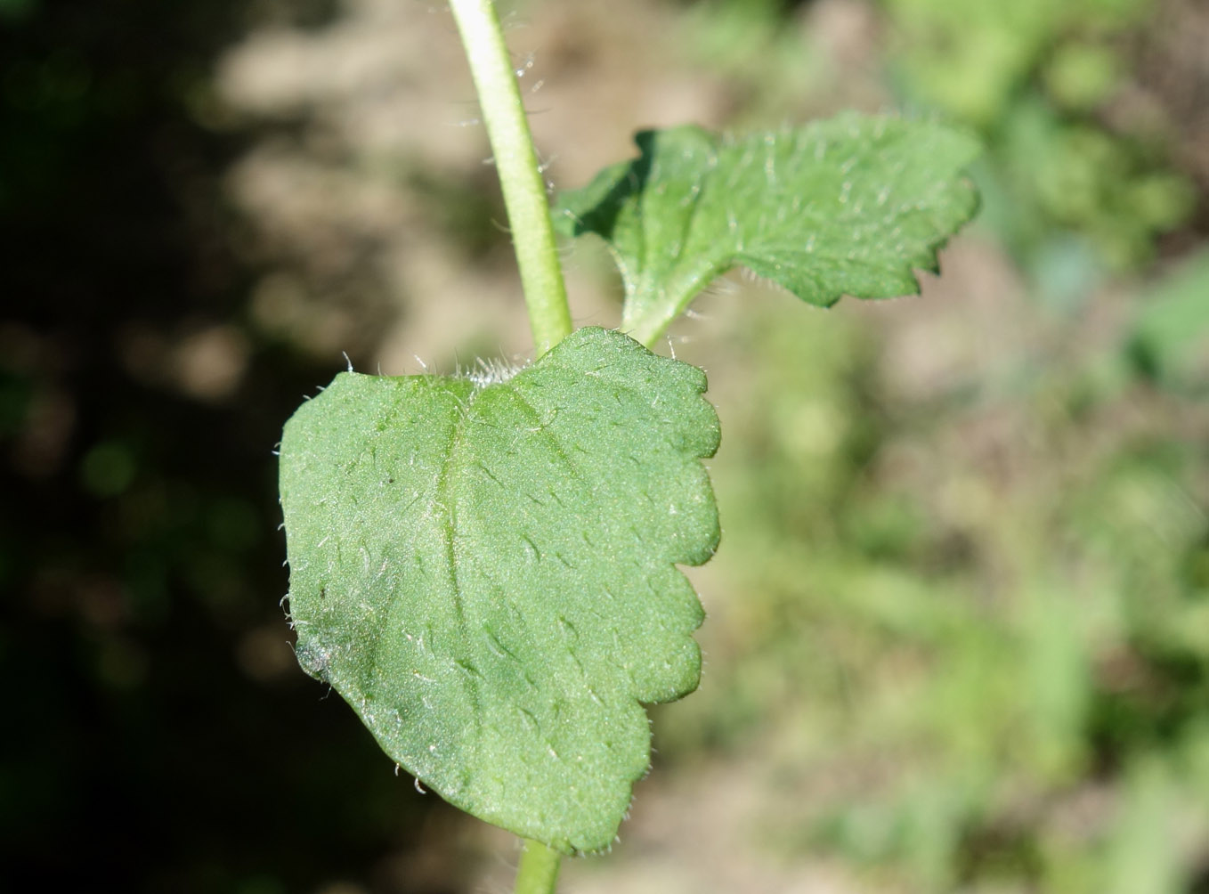 Image of Veronica persica specimen.