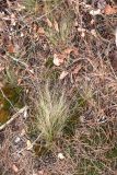 Festuca ovina