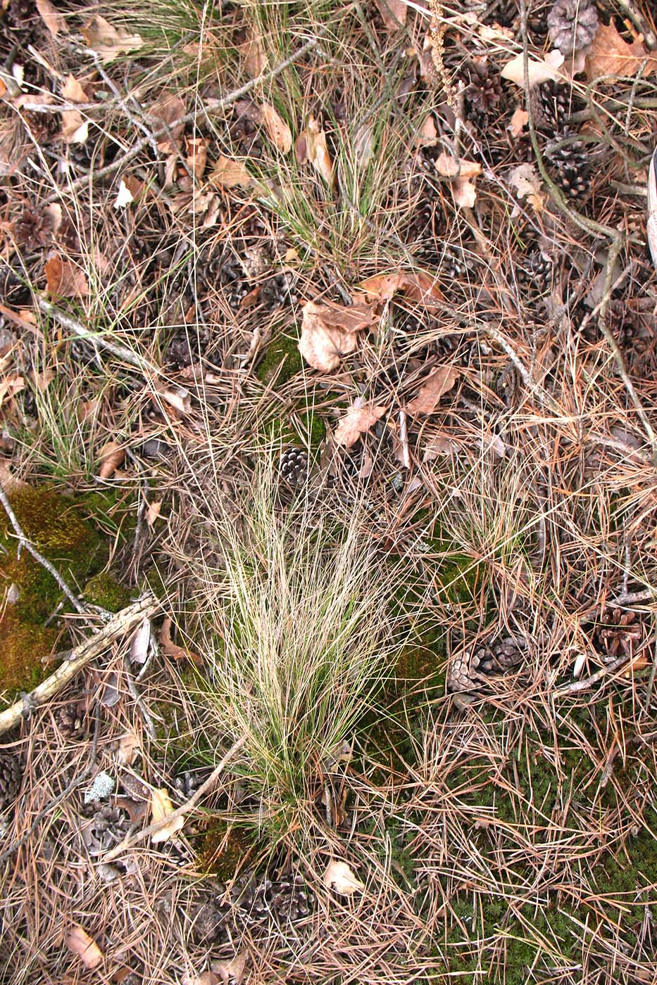 Изображение особи Festuca ovina.