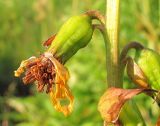 Ligularia sibirica