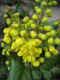 genus Mahonia