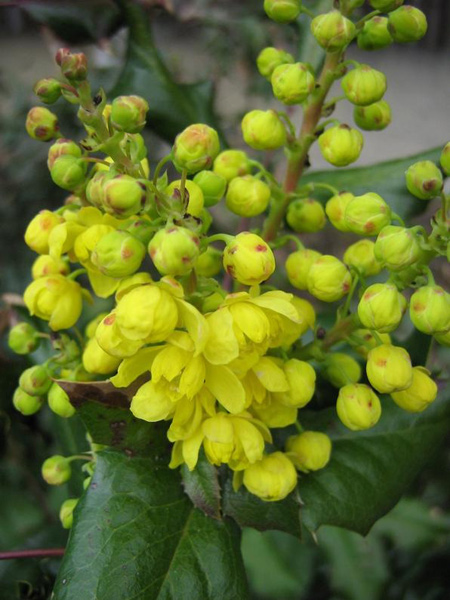 Изображение особи род Mahonia.