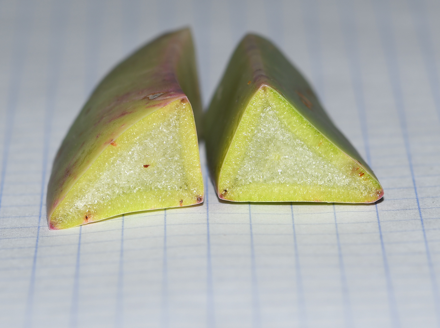 Image of Carpobrotus quadrifidus specimen.