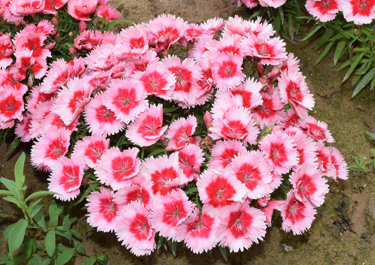 Image of Dianthus chinensis specimen.