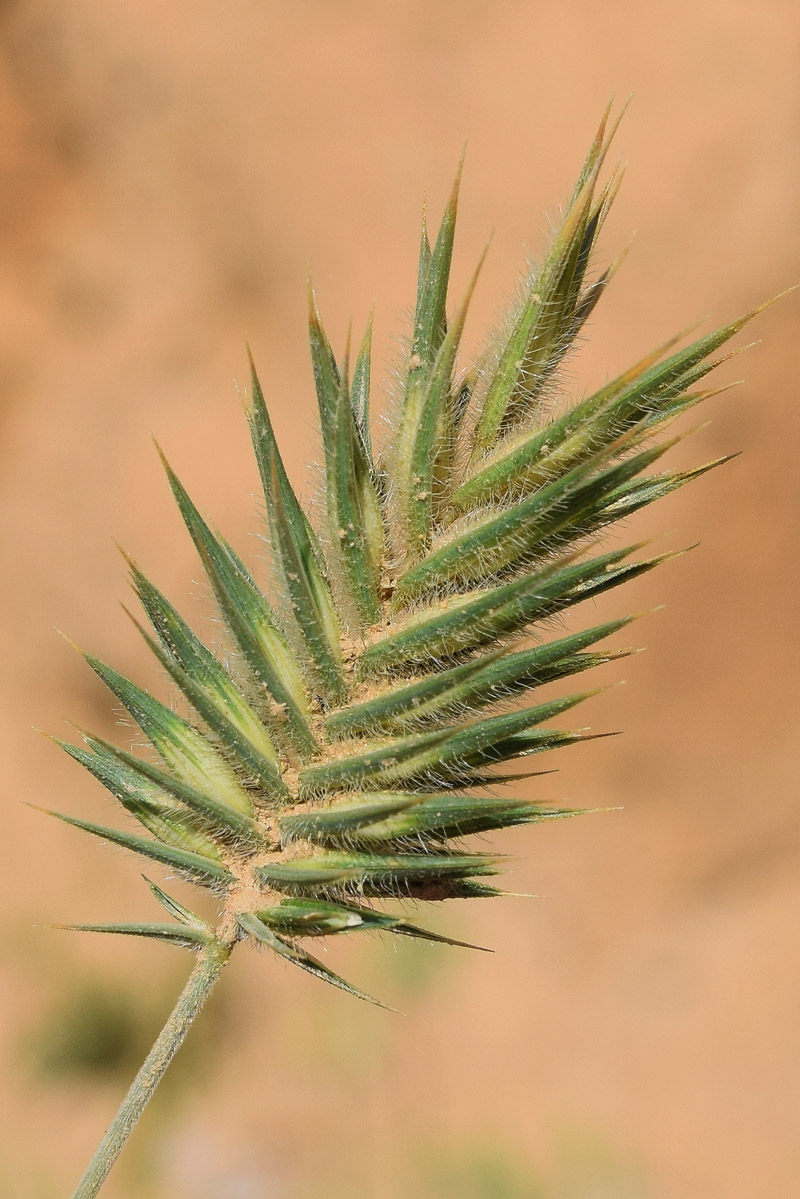 Image of Eremopyrum orientale specimen.