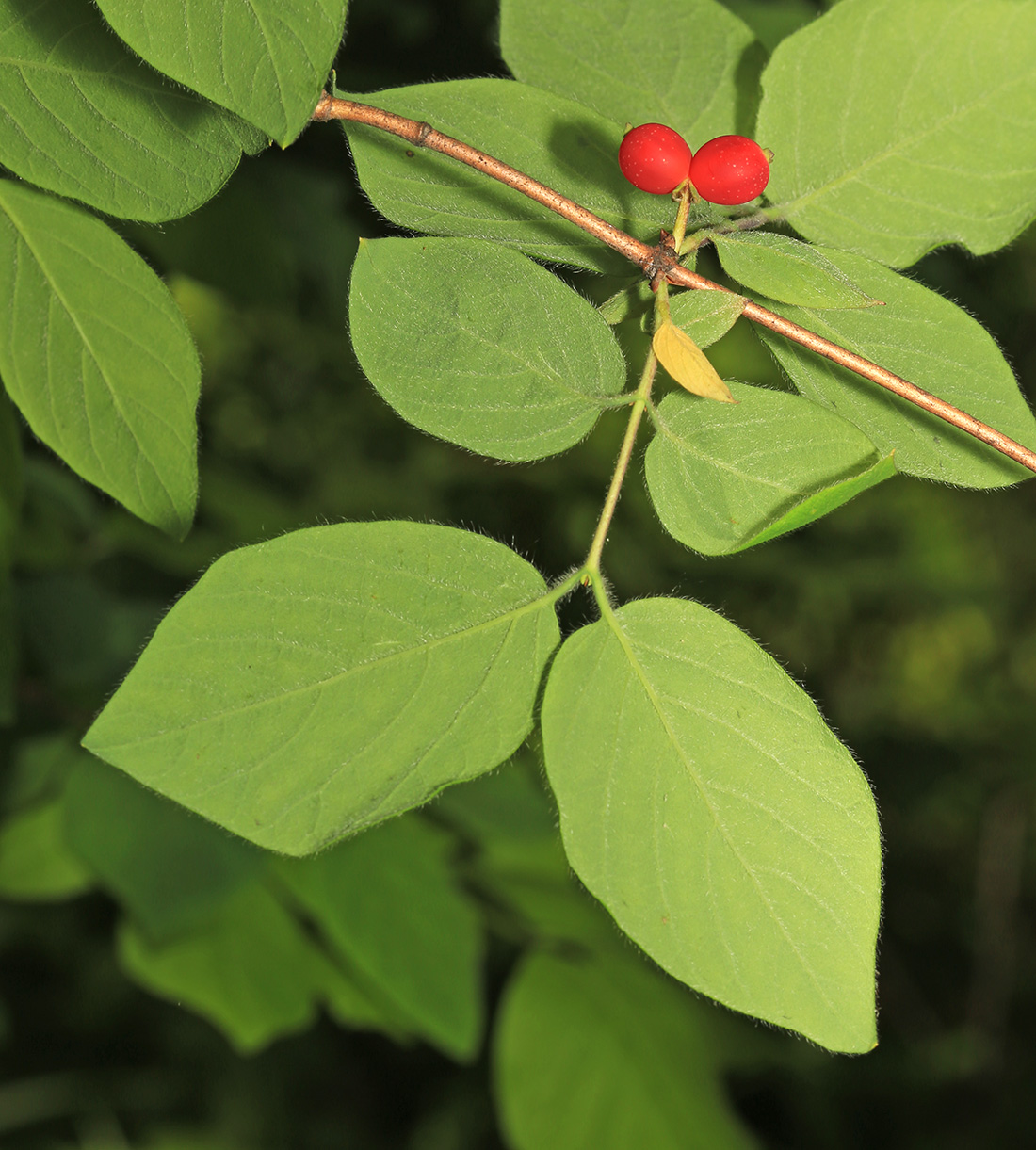 Изображение особи Lonicera praeflorens.