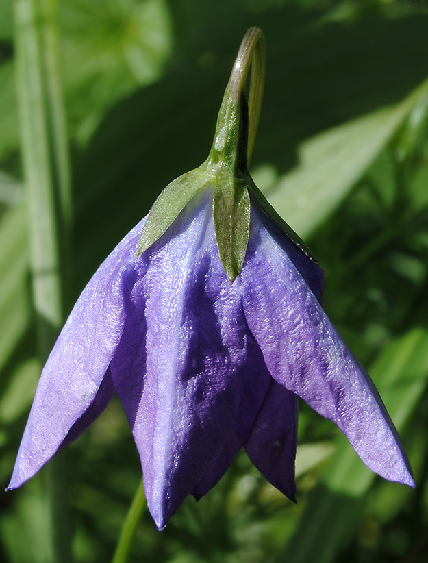 Изображение особи Campanula altaica.