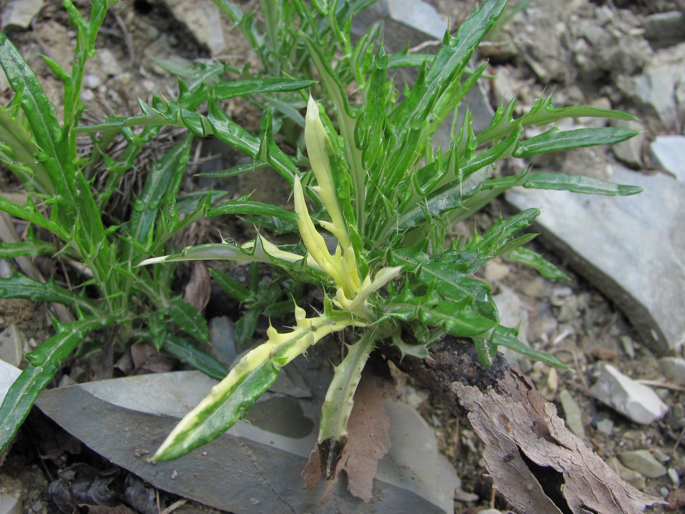 Image of Lamyra echinocephala specimen.