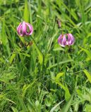Lilium cernuum