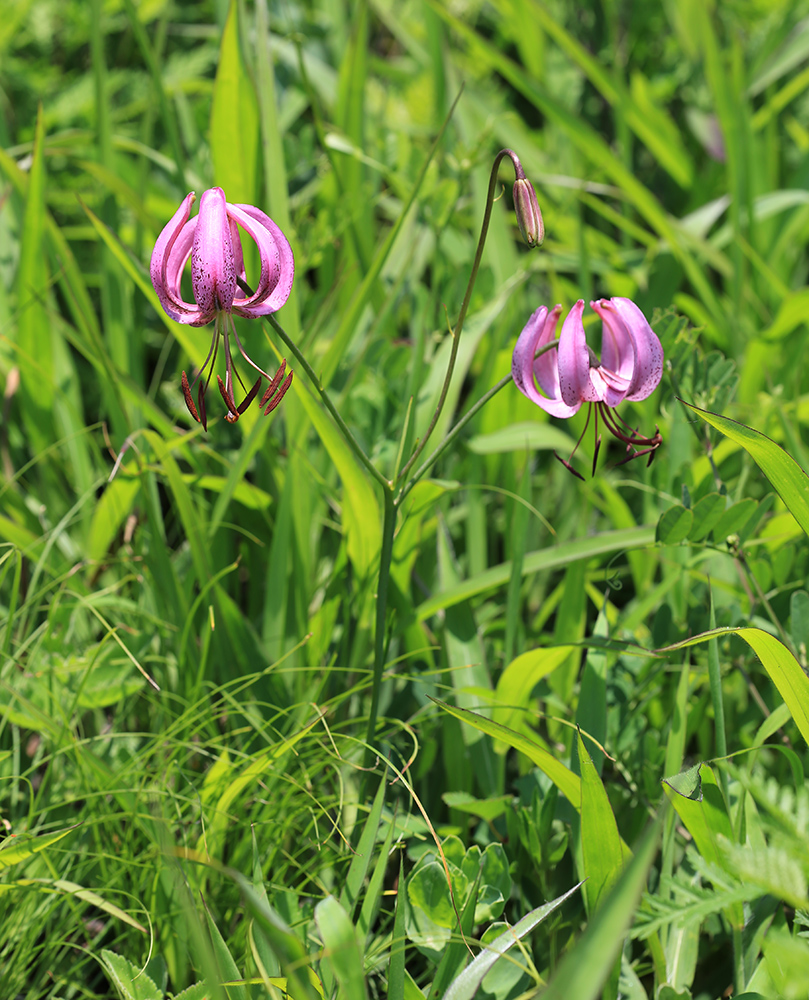 Изображение особи Lilium cernuum.