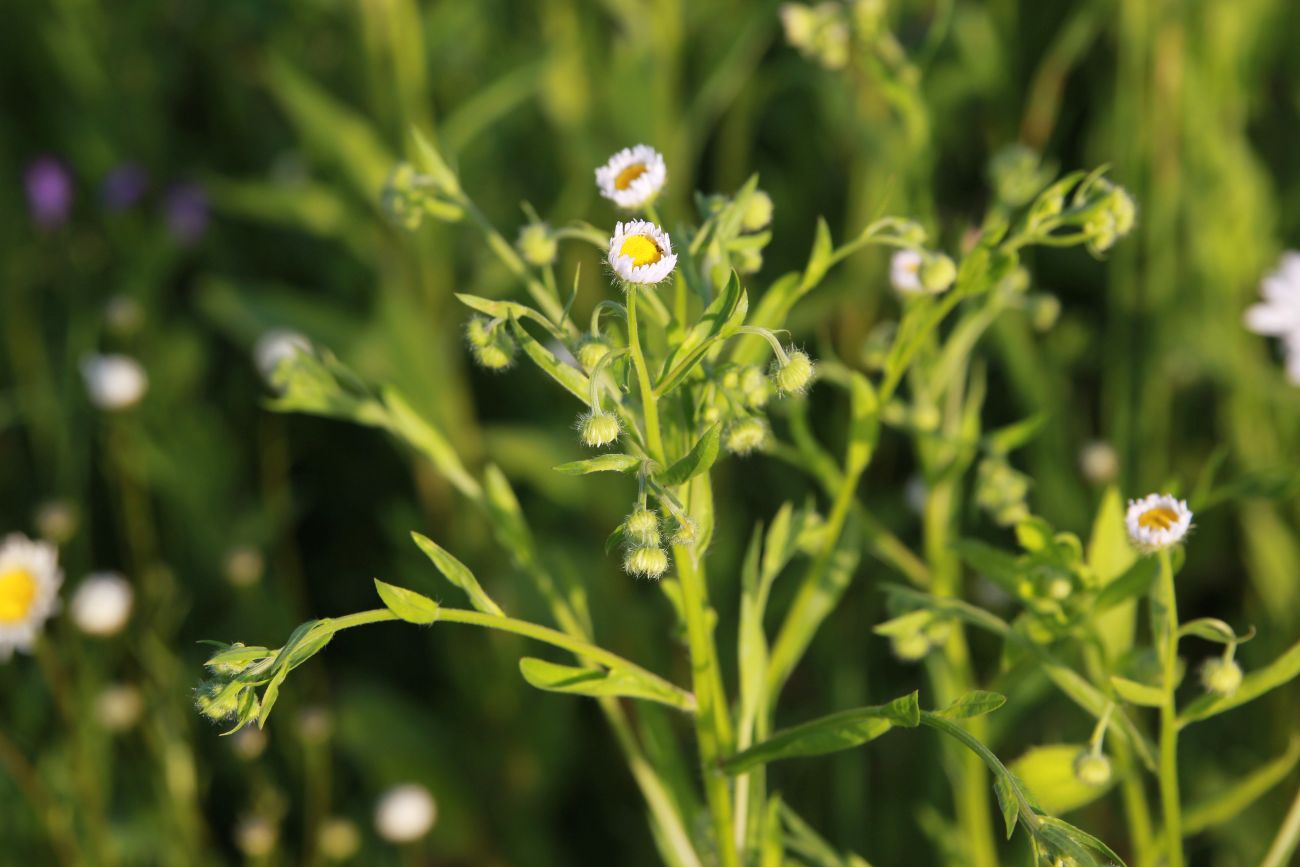 Image of Erigeron annuus specimen.