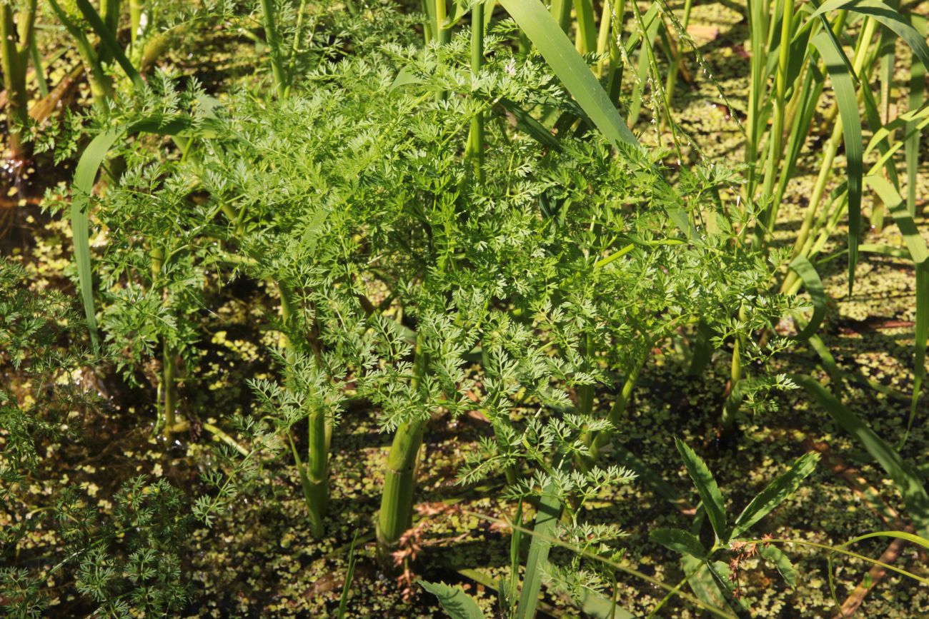 Image of Oenanthe aquatica specimen.