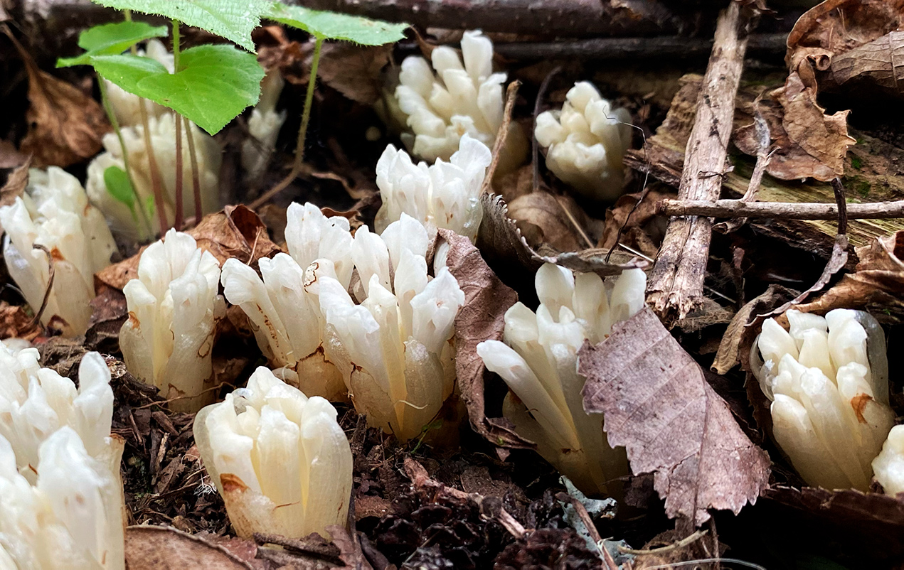 Изображение особи Phacellanthus tubiflorus.