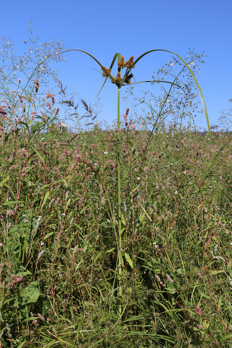 Изображение особи Cyperus glomeratus.