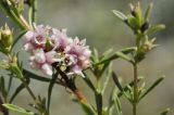 Cuscuta epithymum. Соцветие на веточке Satureja taurica. Крым, г. Симферополь, окр. мкр-на Пневматика, куэста, каменистая осыпь. 29.08.2020.