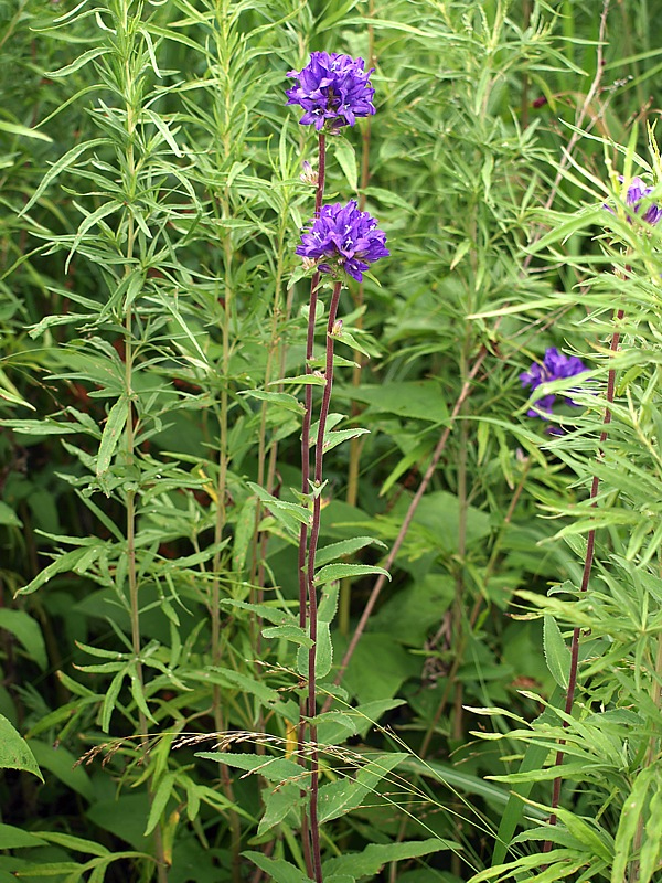 Image of Campanula cephalotes specimen.