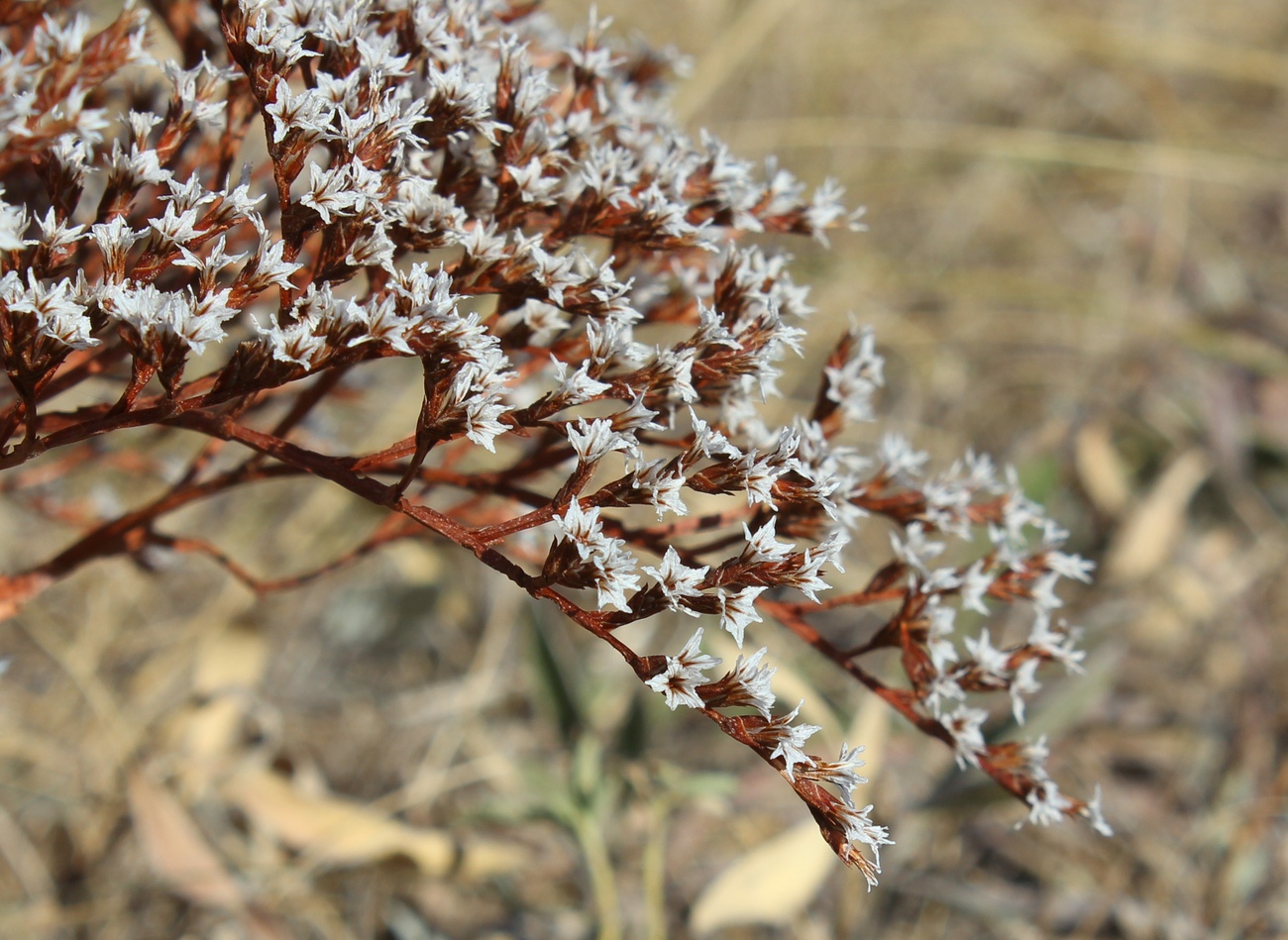 Image of Goniolimon tataricum specimen.