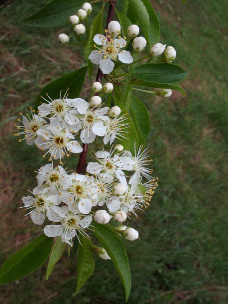 Image of Cerasus pensylvanica specimen.