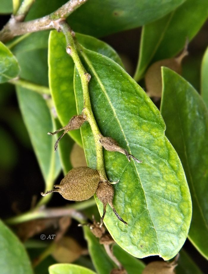 Image of Distylium racemosum specimen.