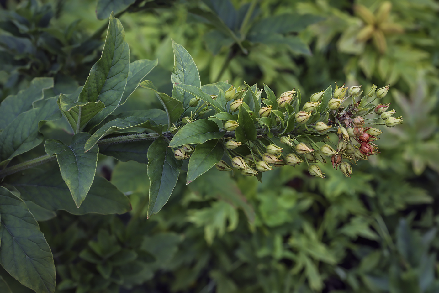 Изображение особи род Lysimachia.