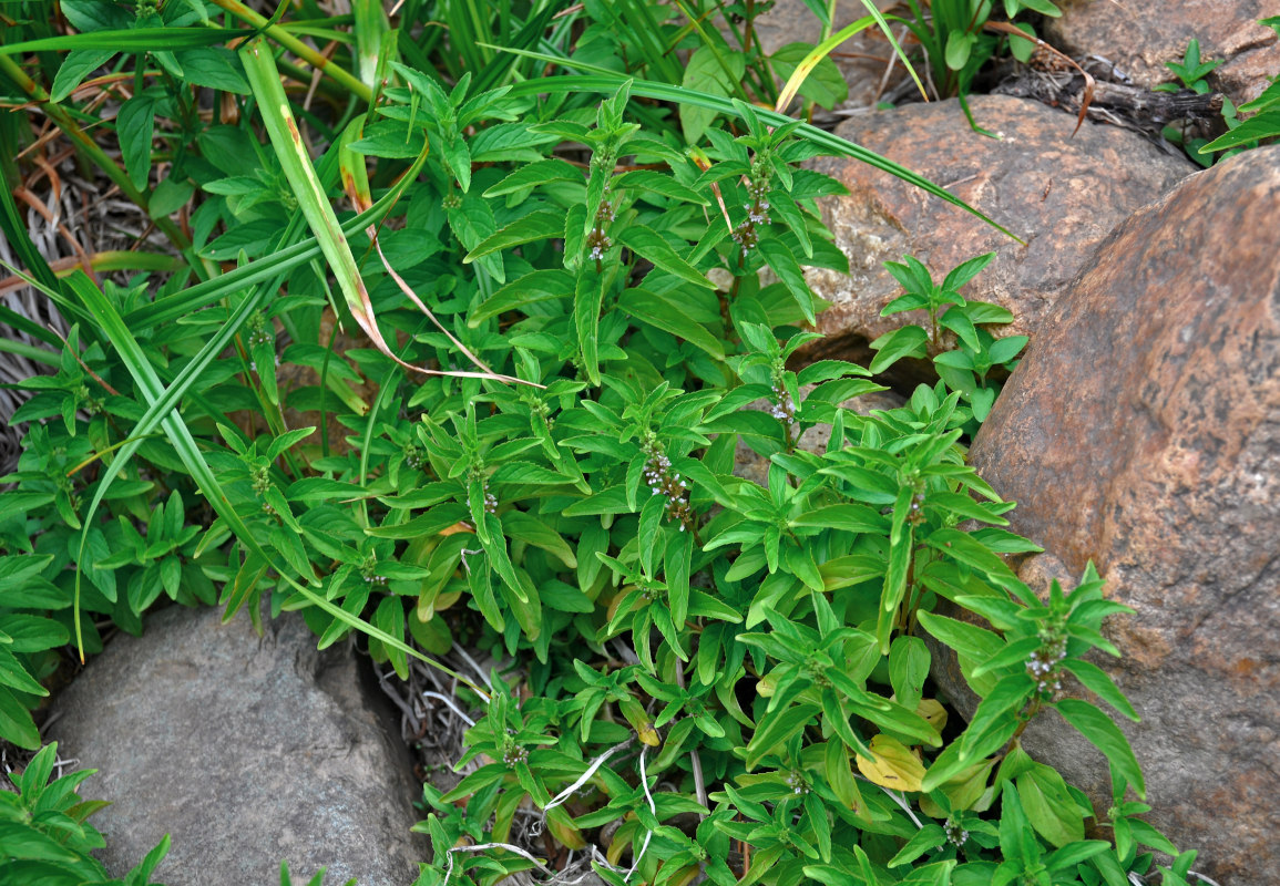 Image of Mentha arvensis specimen.