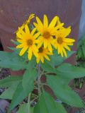 Helianthus tuberosus