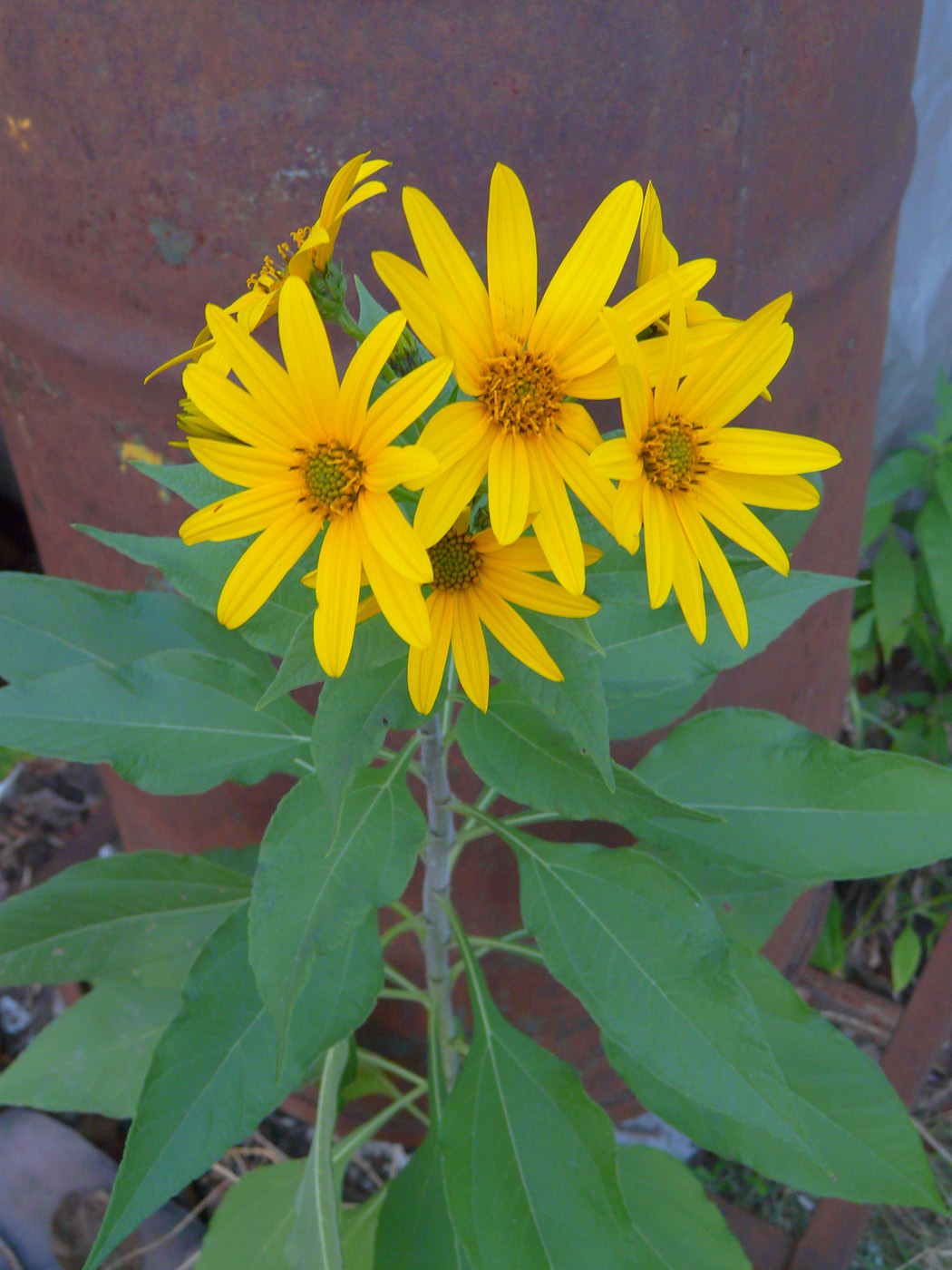 Image of Helianthus tuberosus specimen.