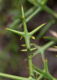 Colletia spinosissima