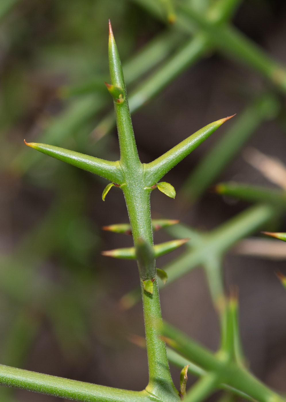 Image of Colletia spinosissima specimen.