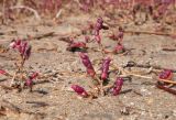 Salicornia perennans. Плодоносящие растения. Краснодарский край, м/о город-курорт Анапа, окр. станицы Благовещенская, Витязевская коса, периодически затапливаемое солёной водой место. 12.10.2019.