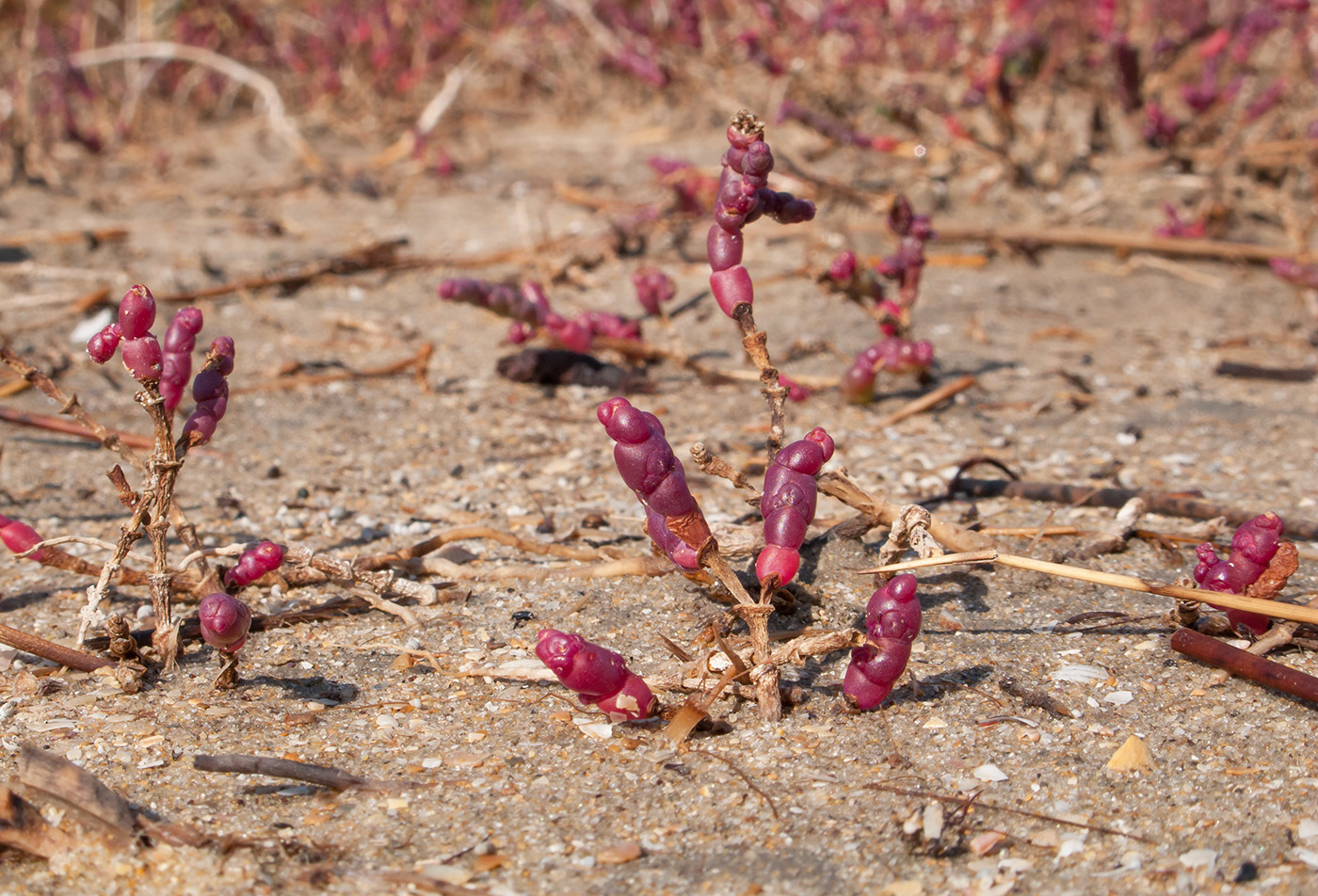 Image of Salicornia perennans specimen.