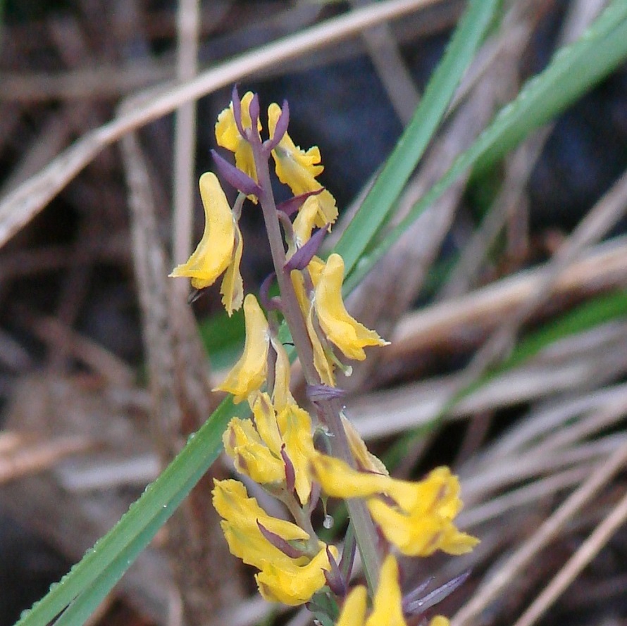 Image of Corydalis sibirica specimen.