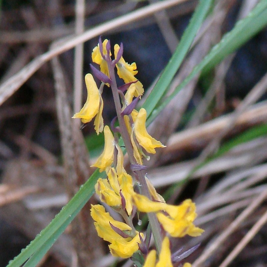 Изображение особи Corydalis sibirica.