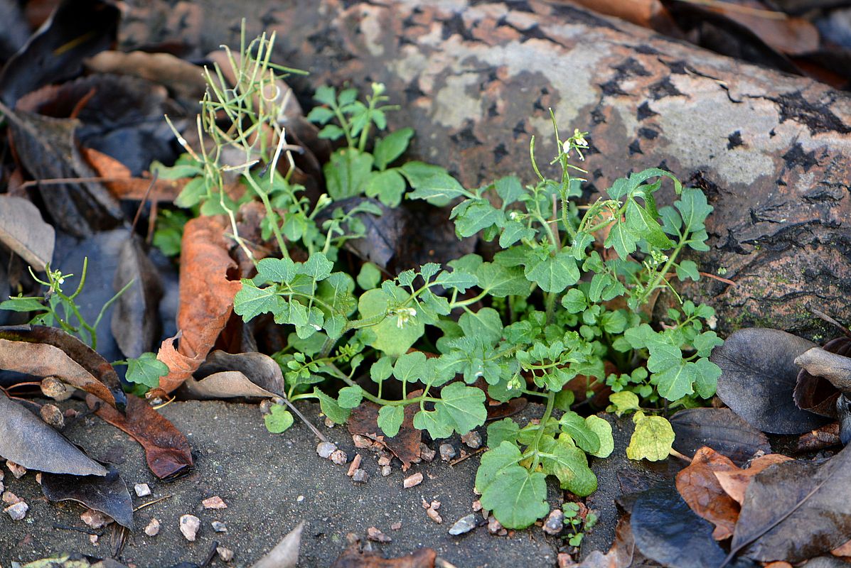 Image of Cardamine flexuosa specimen.