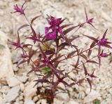 Melampyrum setaceum. Цветущее растение на щебнистом склоне приморской сопки. Приморский край, Ольгинский р-н, 6 км Ю-В с. Милоградово, бух. Красная Скала. 12.08.2009.