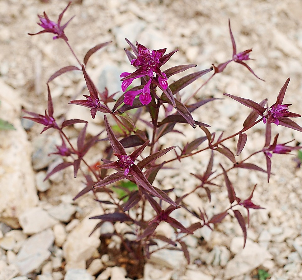 Image of Melampyrum setaceum specimen.