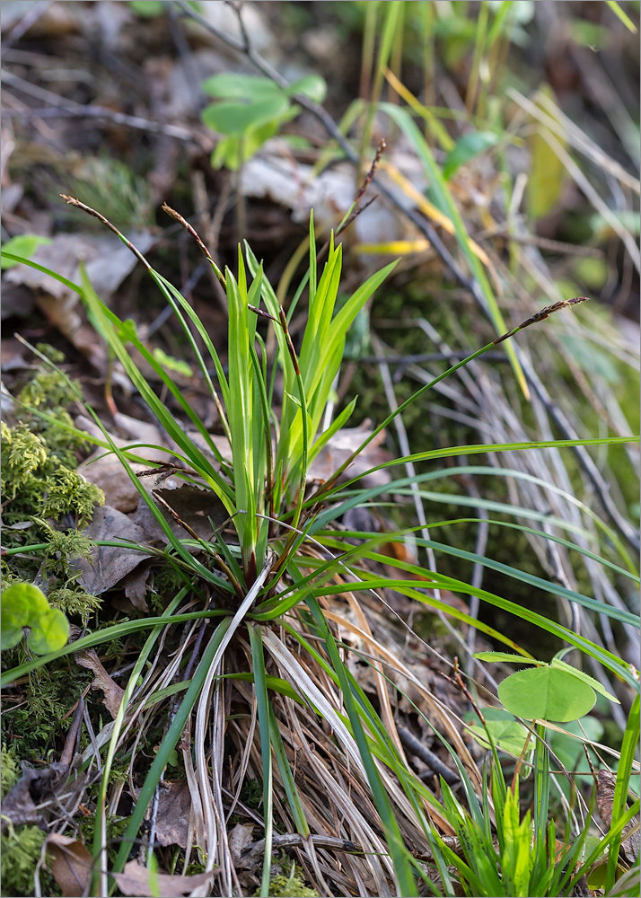 Изображение особи Carex digitata.