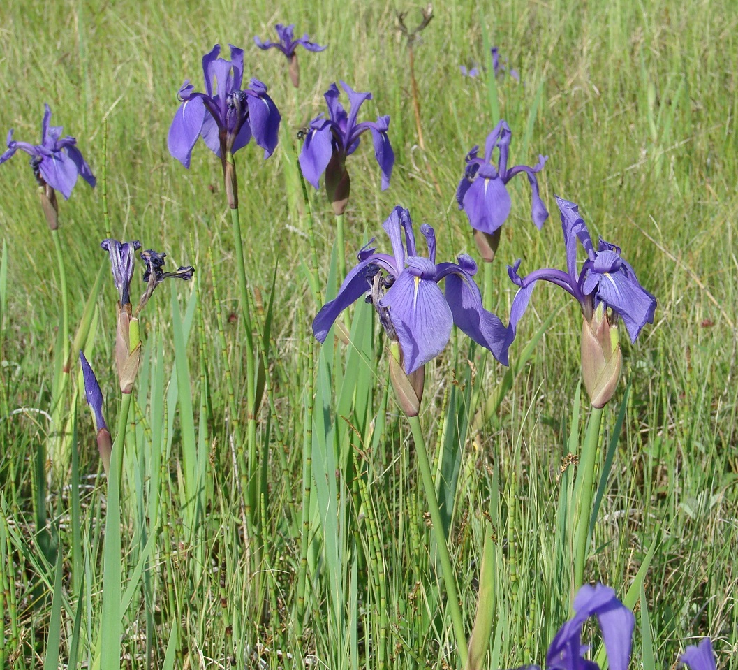 Изображение особи Iris laevigata.