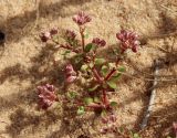 Polycarpon succulentum. Зацветающее растение. Израиль, южная окраина г. Ашдода, пески. 10.03.2020.