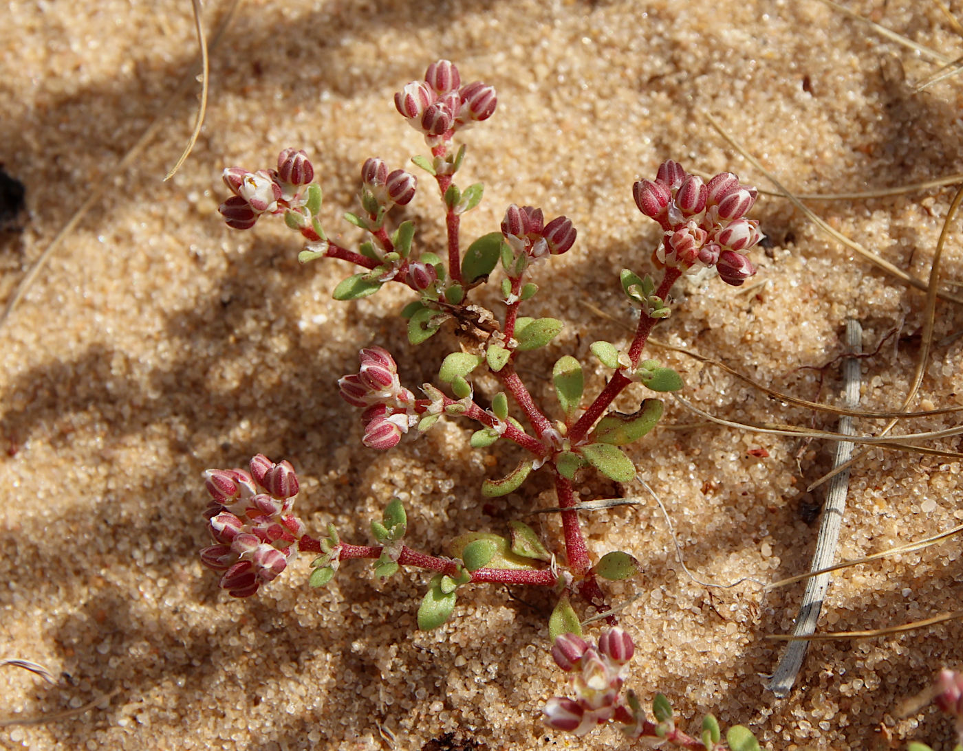 Image of Polycarpon succulentum specimen.