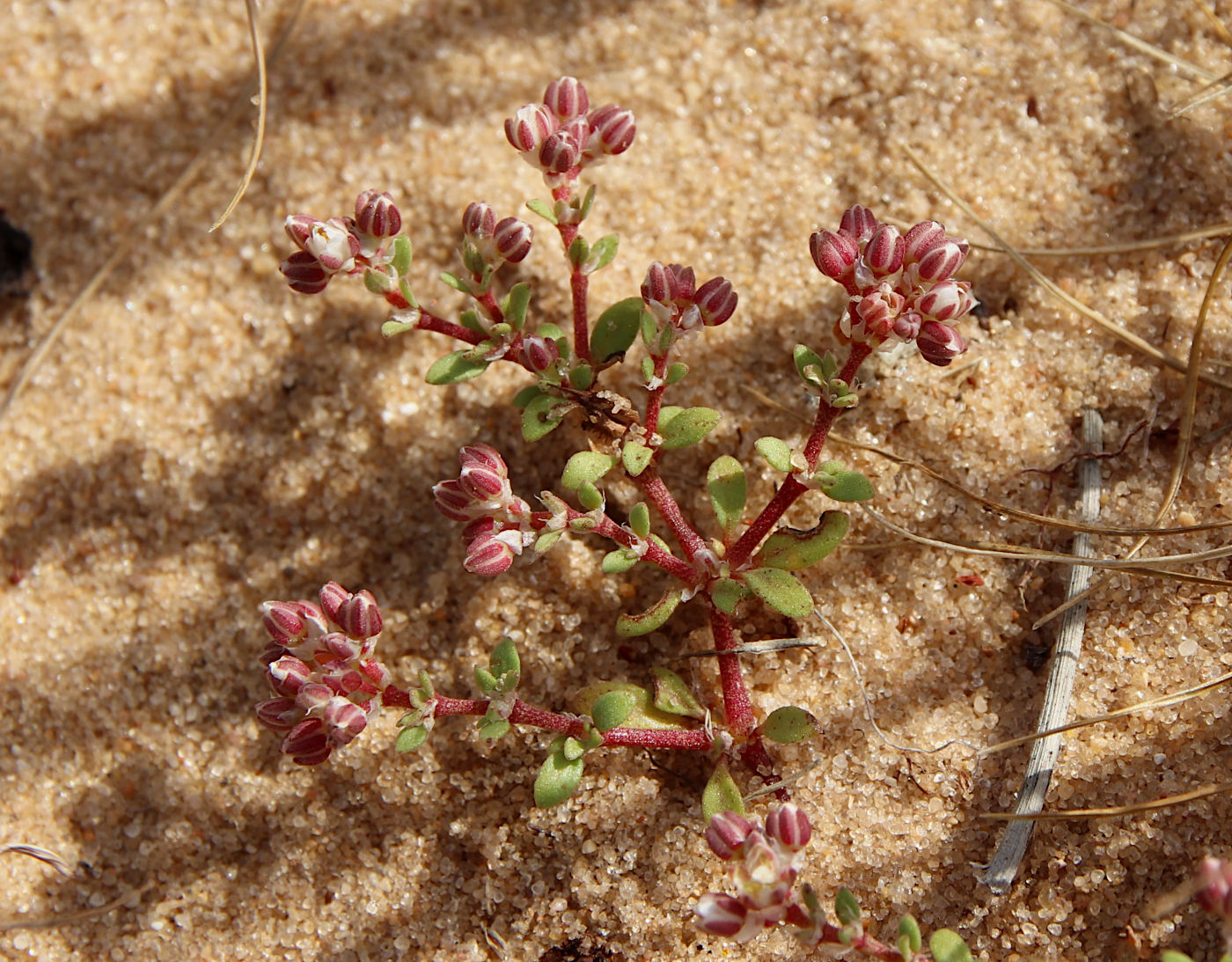 Изображение особи Polycarpon succulentum.