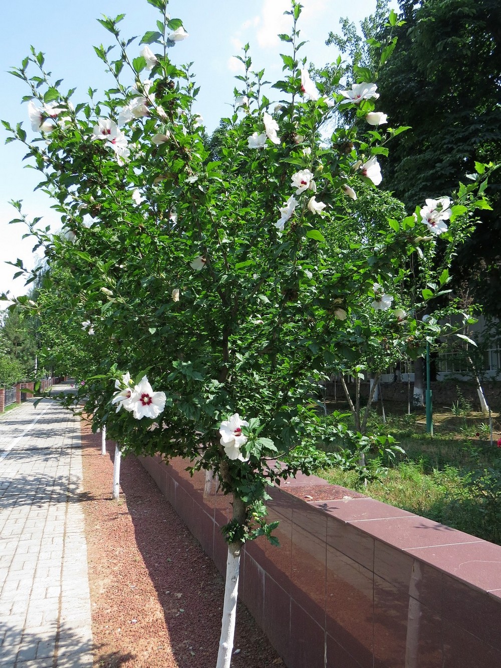 Image of Hibiscus syriacus specimen.