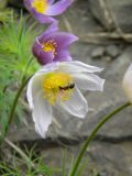 Pulsatilla multifida. Цветки с кормящимся муравьём. Красноярский край, Эвенкийский р-н, Государственный природный заповедник \"Тунгусский\", каменистый участок. 12.06.2012.