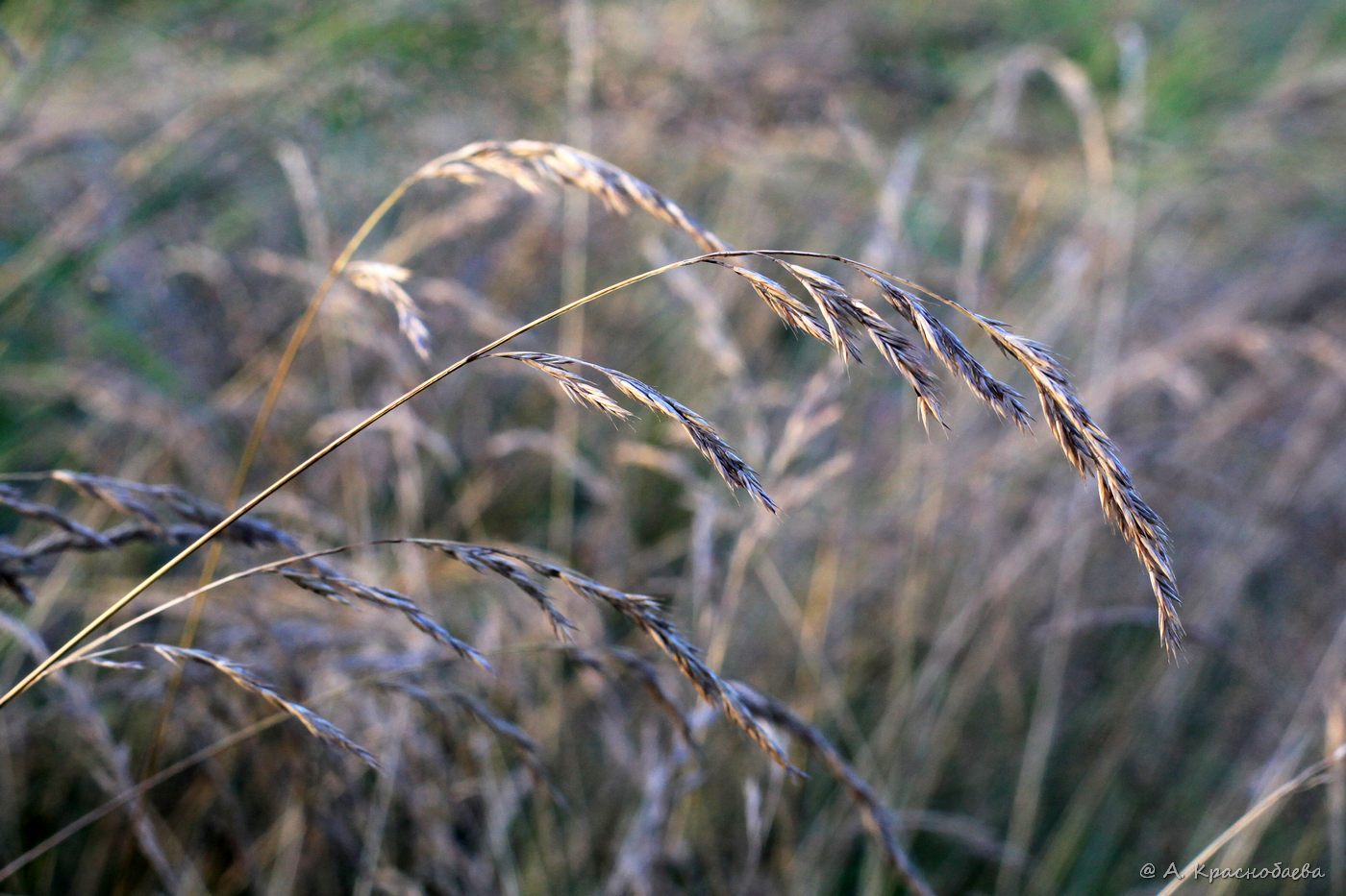 Изображение особи Festuca pratensis.
