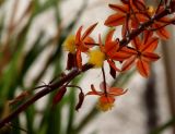 Bulbine frutescens. Фрагмент соцветия с цветками. Израиль, г. Хайфа, цветник. 09.03.2020.